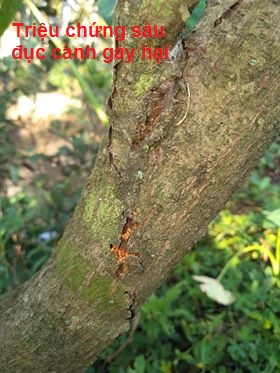 Một số sâu hại phổ biến trên cây Sapô trong mùa nắng nóng 